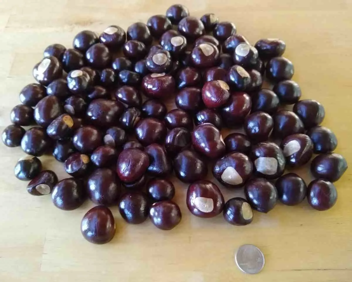 Texas Buckeye - Image 3