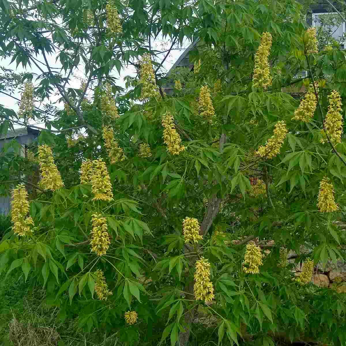 Texas Buckeye - Image 2