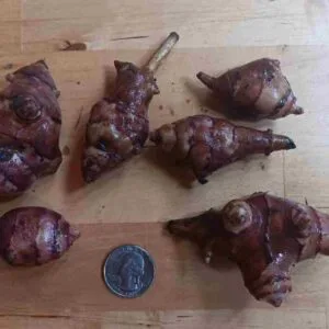 Chinese Yam (Dioscorea batatas) -