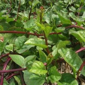 Red Malabar