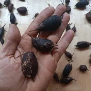Tuberous Sweetpea Tubers