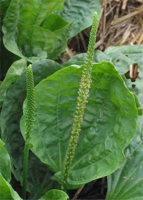 Broadleaf Plantain - Image 2