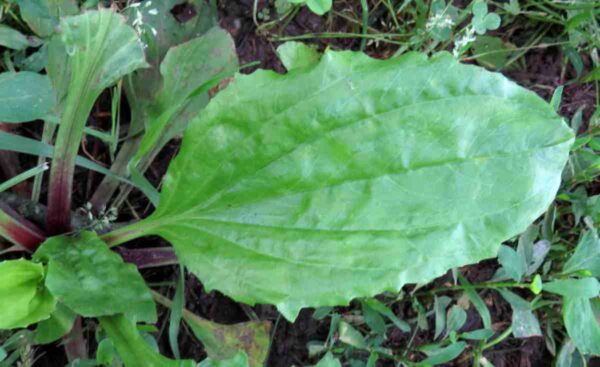 Broadleaf Plantain - Image 4