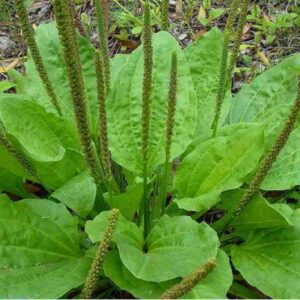 Broadleaf Plantain