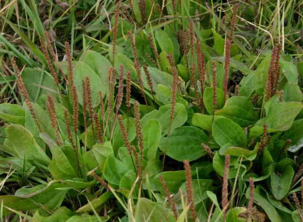 Broadleaf Plantain - Image 3