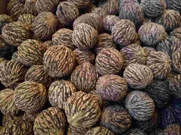 Black Walnut Oil - Image 3