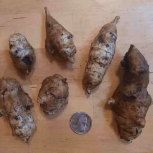 Chinese Yam (Dioscorea batatas) -