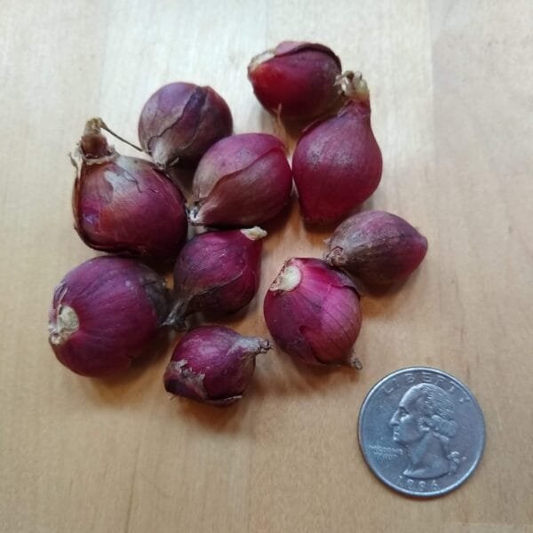 Large Bulbils