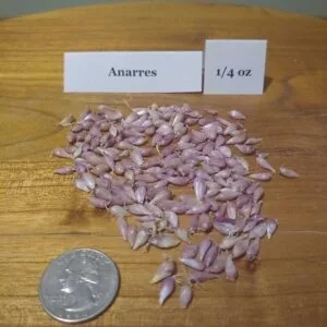 Anarres