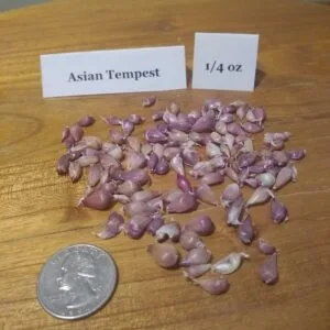 Asian Tempest