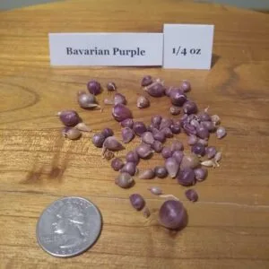 Bavarian Purple