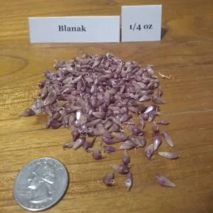 Blanak