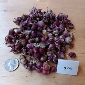 Walking Onion Bulbils