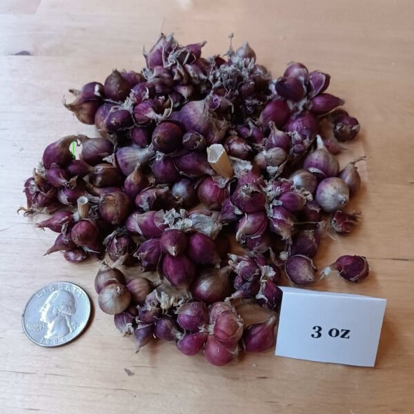 Walking Onion Bulbils