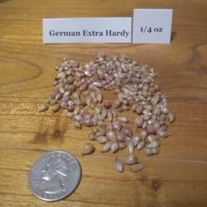 German Extra Hardy