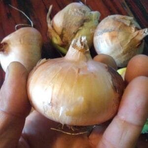 Potato Onions