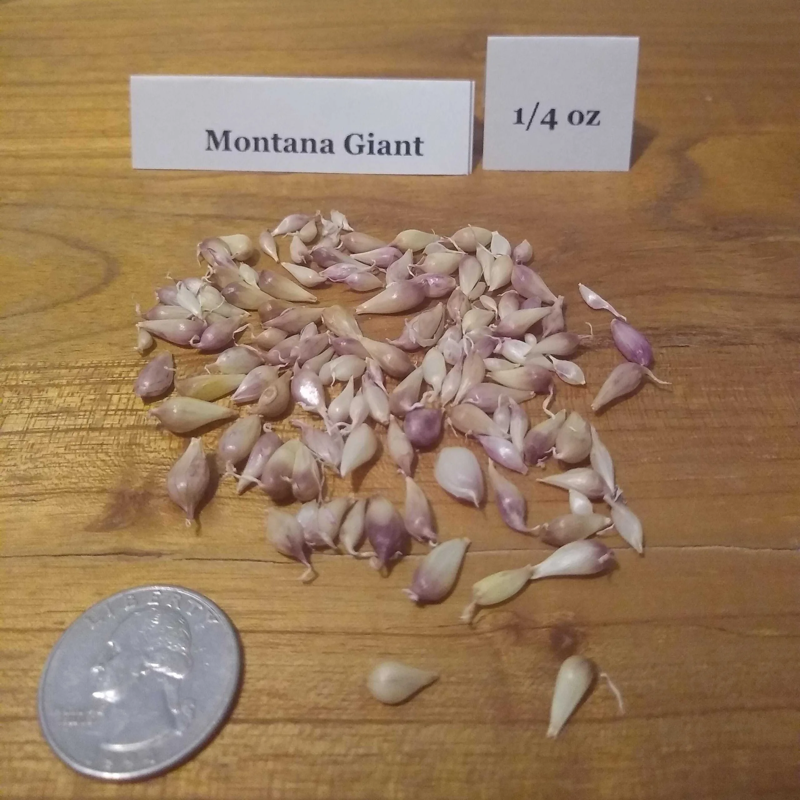 Montana Giant