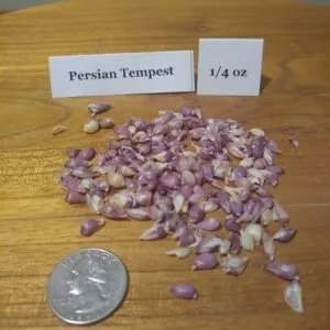 Persian Tempest