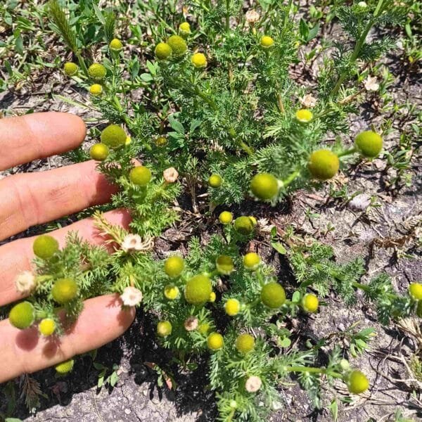 Pineapple Weed - Image 2