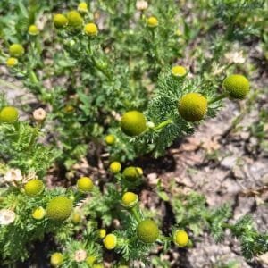 Pineapple Weed