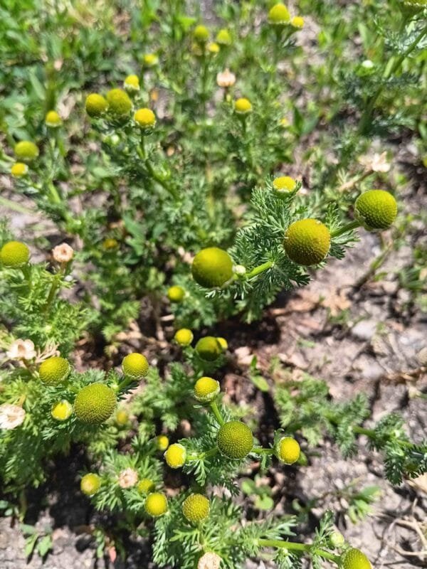 Pineapple Weed