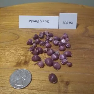 Pyong Yang