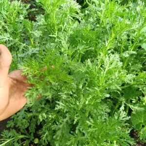 Shungiku