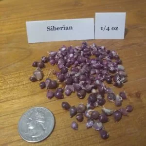 Siberian