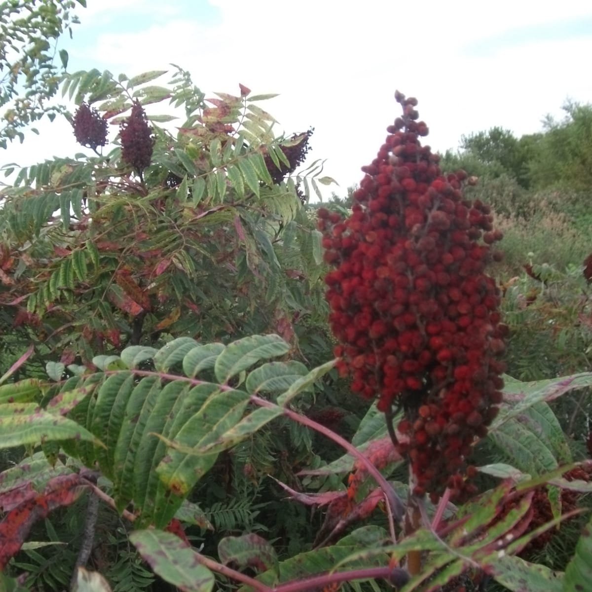 Smooth Sumac