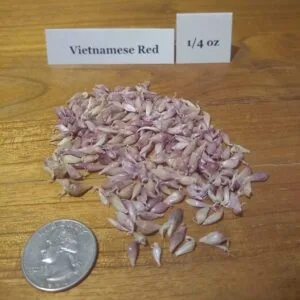 Vietnamese Red