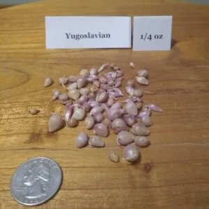 Yugoslavian