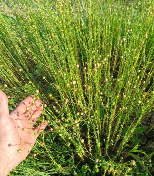 Avian Flax - Image 3