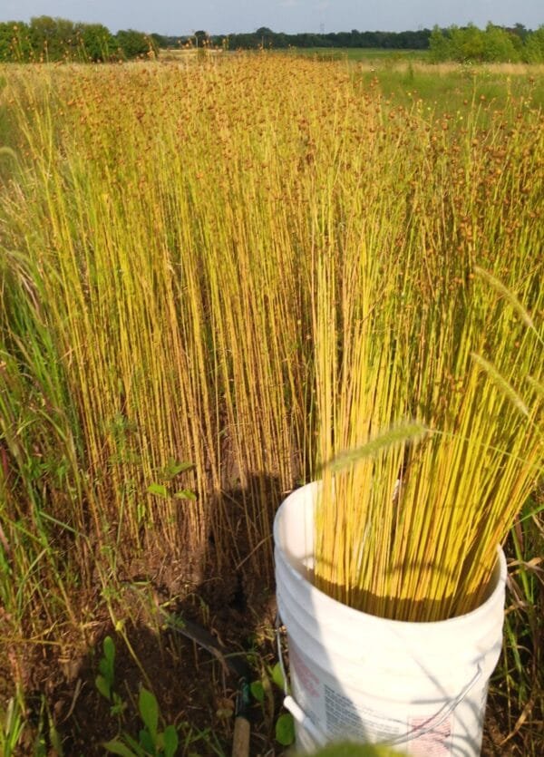 Avian Flax - Image 4