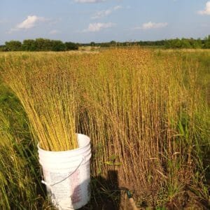 Avian Flax