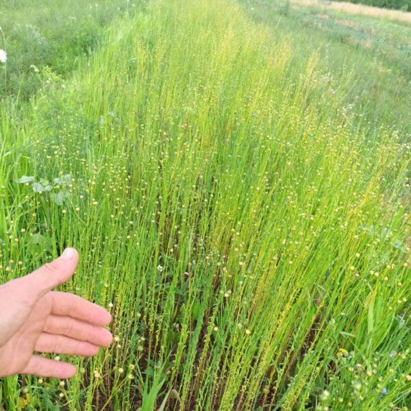 Avian Flax - Image 2
