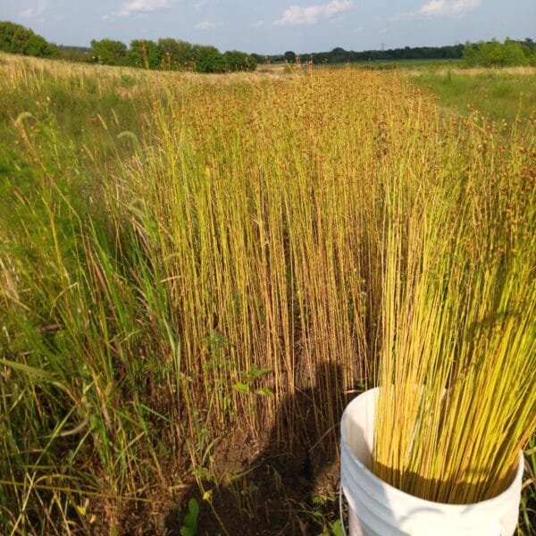 Avian Flax - Image 5