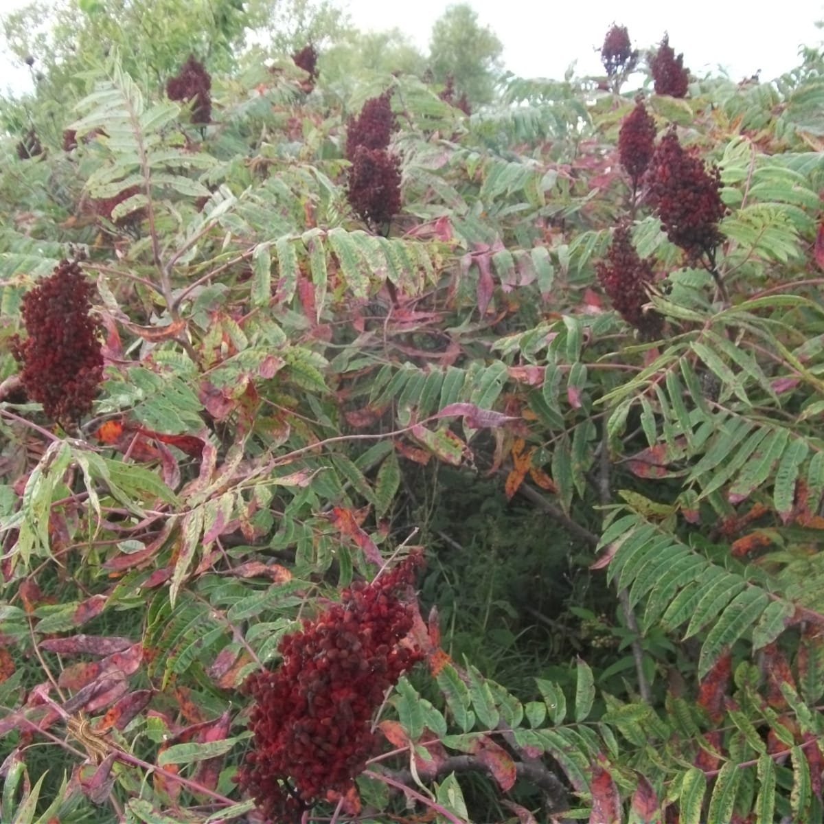 Smooth Sumac - Image 2