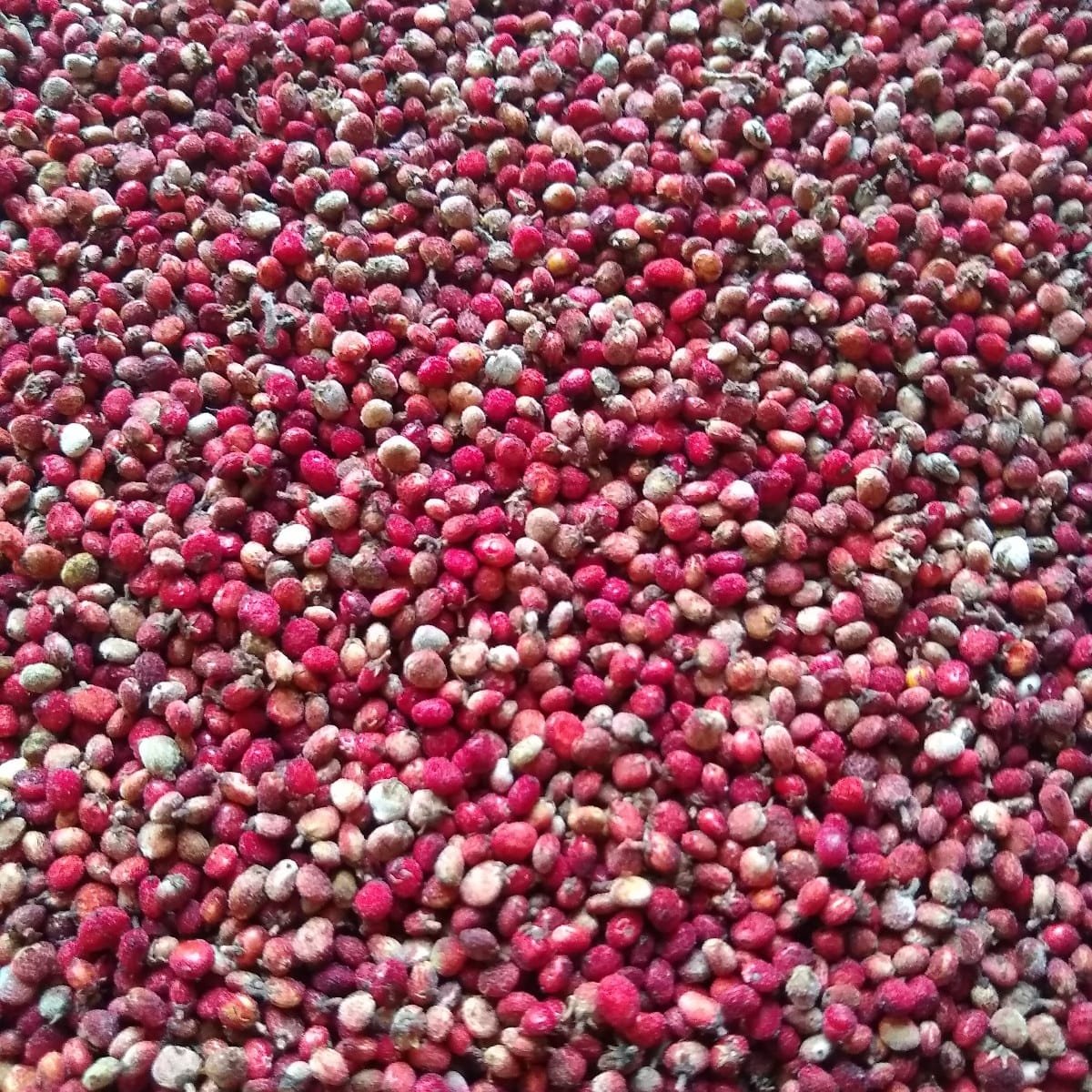 Smooth Sumac - Image 3