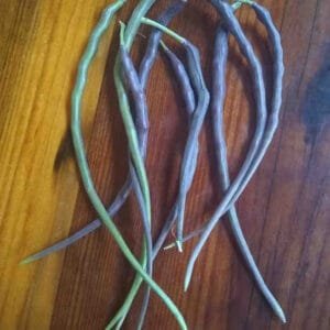 Red Rat Tail