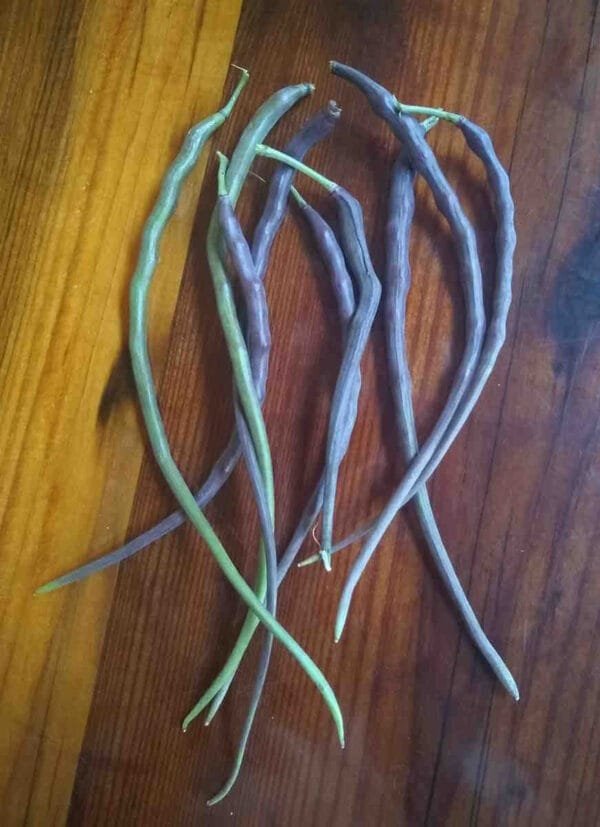 Red Rat Tail