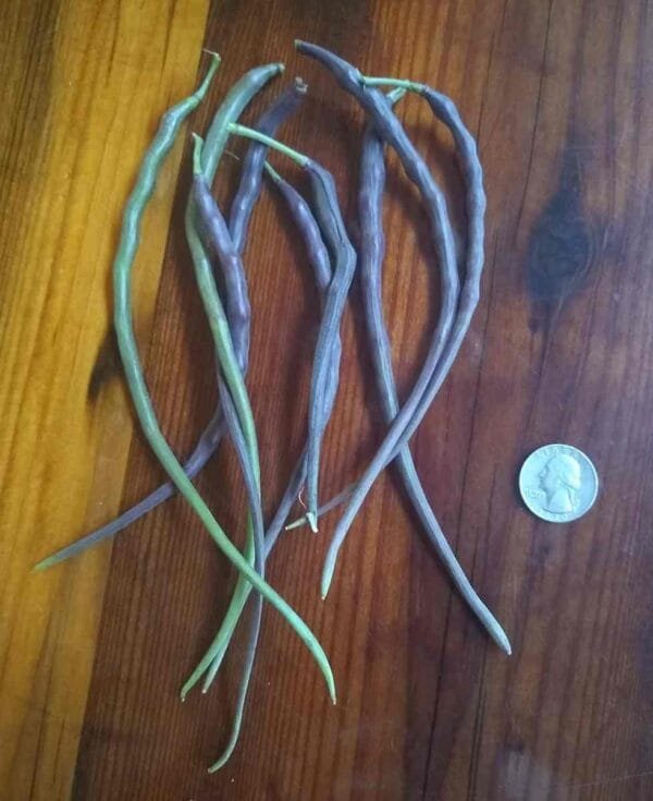 Red Rat Tail - Image 5