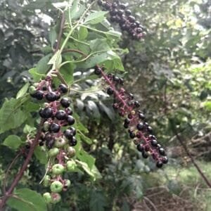 Pokeweed