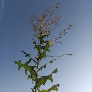 Prickly Lettuce