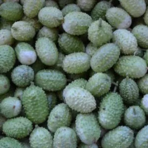 Burr Gherkin