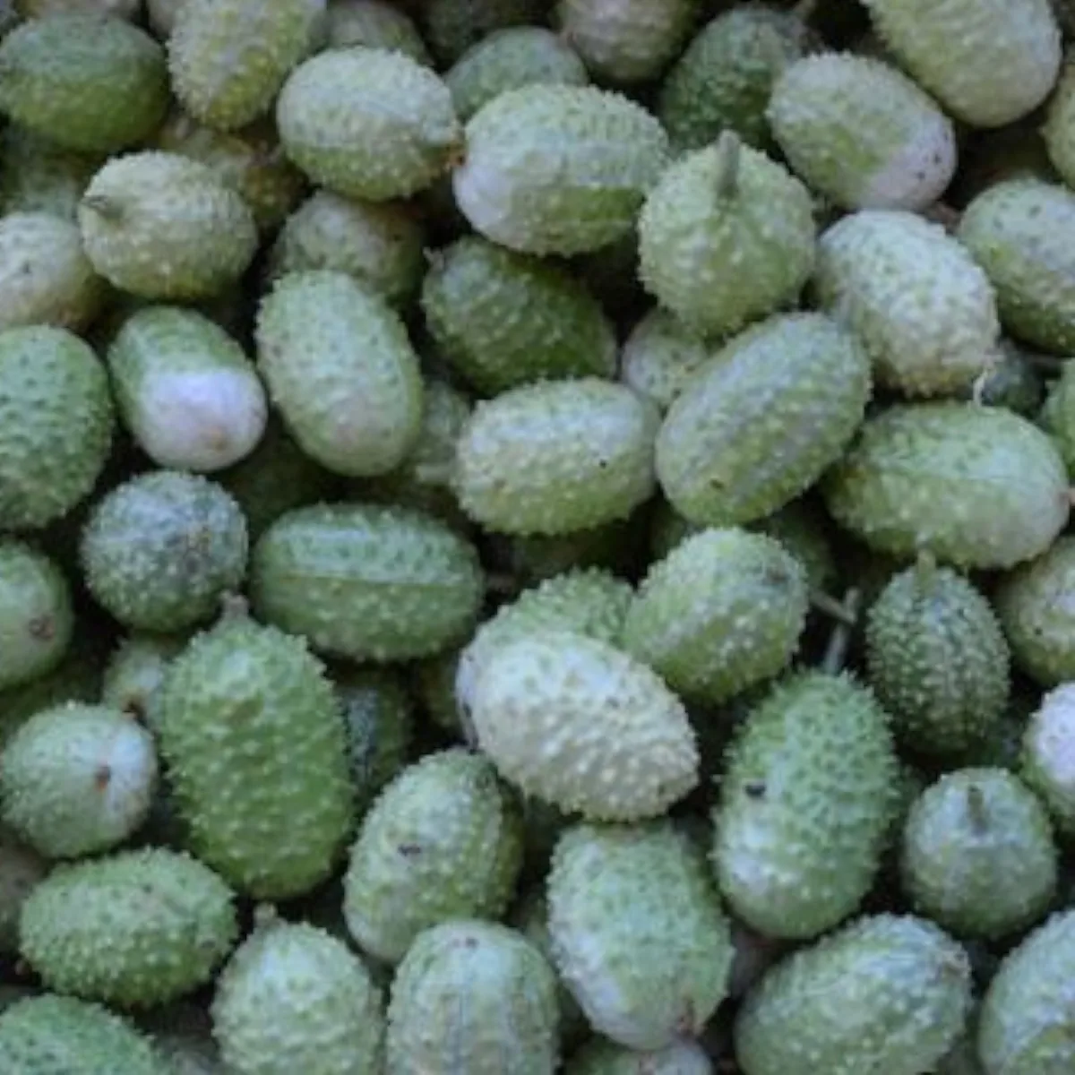Burr Gherkin