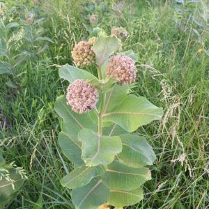 Common Milkweed