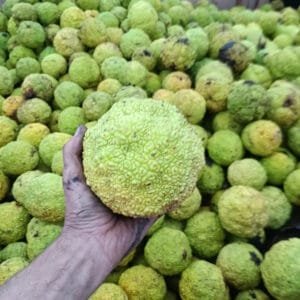 Osage Orange