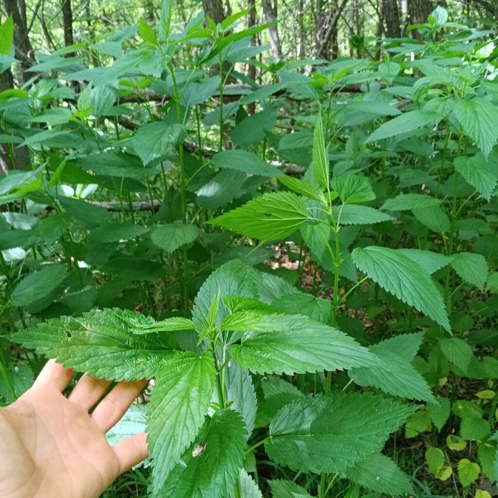 Stinging Nettle