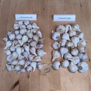 Garlic ~ mixed variety