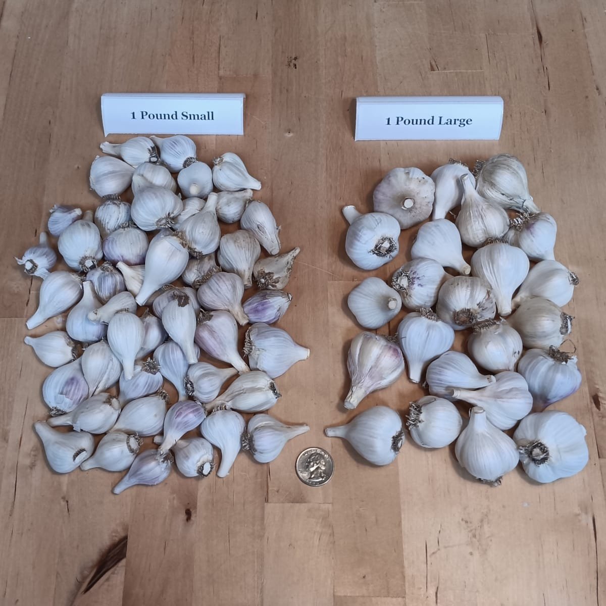 Garlic ~ mixed variety